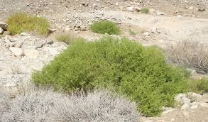 Image result for Zygophyllum cuneifolium