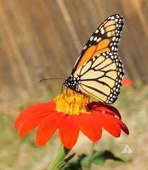 Image result for Tithonia rotundifolia