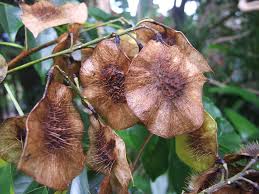 Image result for Pterocarpus indicus