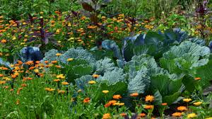 Determine what your gardening goals are and introduce new different companion plants will offer different advantages to your favorite crops. Companion Planting Guide Pro Tips