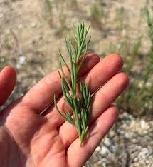 Image result for Suaeda