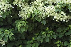 Hydrangea blossoms are beautiful—when they decide to cooperate and actually show up. Climbing Hydrangea Care Growing Tips Horticulture Co Uk