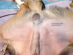 Undescended testes is when one or both of the male testes have not passed down into the scrotal sac. Cryptorchidism Retained Testicles In Dogs And Cats Urban Animal Veterinary Hospital