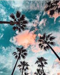 The palm tree was an icon for miami and a lot of florida. Summer Aesthetic Palm Trees 736x919 Download Hd Wallpaper Wallpapertip