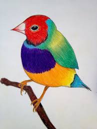 Colorful Bird By Helliatrix On Deviantart Rainbow Drawing Bird Drawings Color Pencil Art