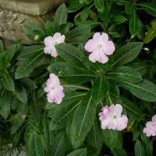 Image result for Impatiens irvingii