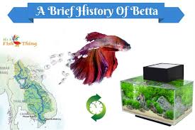 The History Of Betta Fish Origins And Landmark Moments