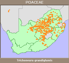 Image result for Trichoneura grandiglumis