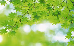 Download and use 100,000+ green nature stock photos for free. Free Nature Background Wallpaper 2560x1600 30285