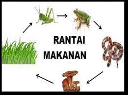 Maybe you would like to learn more about one of these? Rantai Makanan Pengertian Jenis Dan Contohnya