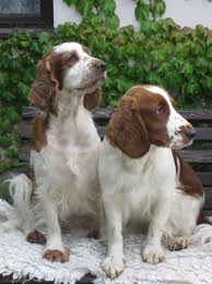 Image result for velššpringršpaněl