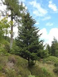 Image result for Afrocarpus usambarensis