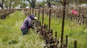 Goji is a plant that grows in the mediterranean region and parts of asia. White House Seeks To Lower Farmworker Pay To Help Agriculture Industry Npr