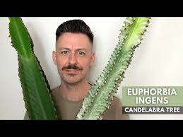 Image result for Euphorbia ingens