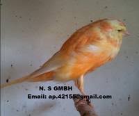 Here at the fat cat & canary pub, you will find a fine selection of real ales, wines, spirits. Red Factor Canary Norwich Canary Dutch Frill North Canary Birds Id 10069424 Buy Germany Yorkshire Canary Crested Canary Canary Bird Ec21