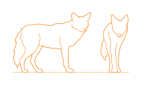 The best way to learn how to draw rocks is to practice with real rocks you find around you. Eastern Coyote Dimensions Drawings Dimensions Com