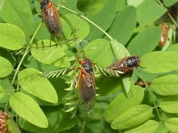 Image result for ve sầu