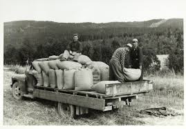 Fullmektig på Bogstad gård, Eivind Holte med strikkegenser, agronom  Hagelund og ukjent mann, på lastebil med kornsekker. To menn laster  sekkene, én sitter på sekkene. Fotografert 1954. -Bogstad Gård