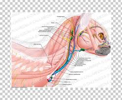 Below are two human body muscle diagrams, showing the front and back of the body. Muscle Neck Blood Vessel Muscular System Human Anatomy Png Clipart Abdomen Anatomy Arm Art Blood Vessel