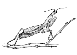 Free printable bug coloring pages for kids via bestcoloringpagesforkids.com. Coloring Page Grasshopper Praying Mantis Free Printable Coloring Pages Img 18918