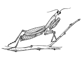 The female praying mantis is known for cannibalistic mating behavior: Coloring Page Grasshopper Praying Mantis Free Printable Coloring Pages Img 18918