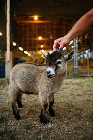 How To Keep Pygmy Goats Ehow Baby Goats Pygmy Pygmy Goat Goats