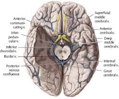 Cerebral arterial circle anterior communicating posterior cerebral a middle cerebral al reset zoom. Blood Vessels Of The Brain Spinal Cord Atlas Of Anatomy