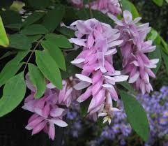 Image result for Indigofera dyeri