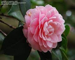 Pin On Garden
