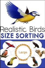 Realistic Birds Size Sorting Activity Preschool Activities Sorting Activities Preschool Sorting Activities Bird Unit Study