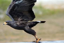 Large hawk, nearly all black with white patch just behind bill. Common Black Hawk Birds Flight