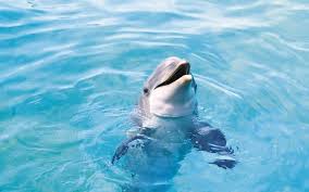 Check spelling or type a new query. 20 Baby Dolphin Wallpapers Hd 4k 5k For Pc And Mobile Download Free Images For Iphone Android