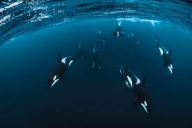 Swimming With Orcas In Norway Tromso Norway Remote Island