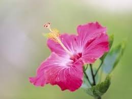 Proshots Infinity Swimming Pool At Dusk Professional Photos Hibiscus Plant Pink Flowers Wallpaper Hibiscus Flower Meaning