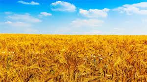 We did not find results for: Contributing To The Emergence Of The Sustainable Agriculture Of The Future Suez Group