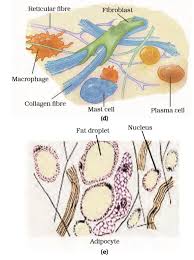 (c) tissue that transports food in plants. Tissues Ncert Class 9 Science