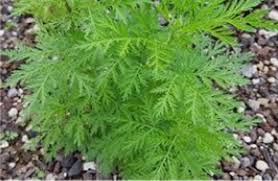 Image result for Bothriocline ugandensis