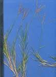 Image result for Digitaria swazilandensis