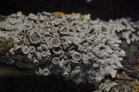 Image result for Physotrichia