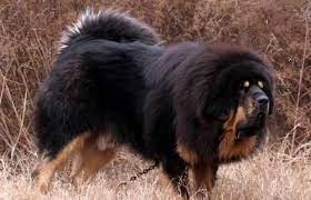 Tibetan Mastiff Price In Usa Tibetan Mastiff Puppies For Sale 09718292706 Pets World India Mastiff Puppies For Sale Tibetan Mastiff Tibetan Mastiff Puppy