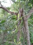 Image result for Ceropegia stenantha
