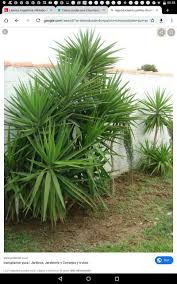 Pin De Eugenia Vettorelo En Jardin Y Plantas Jardines Consejos Y Trucos Jardineria