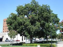 File Evermanpark Jpg Wikipedia The Free Encyclopedia Pecan Tree Growing Plants Backyard Landscaping