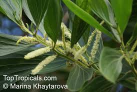 Image result for Acacia mangium