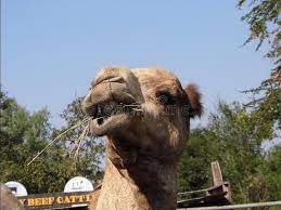 I'm so ticked off that i'm molting. 4 006 Camel Funny Photos Free Royalty Free Stock Photos From Dreamstime
