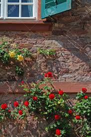 Great savings free delivery / collection on many items. Climbing Roses Many Rose Flowers In Red And Yellow Climbing On Stock Photo Picture And Royalty Free Image Image 15455145