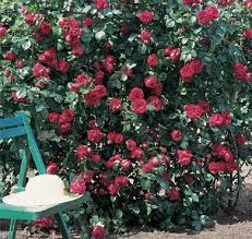 Some english varieties are extra vigorous in warm areas as very large shrubs and some may want to. Red Eden Eden Rose Climbing Roses Plants