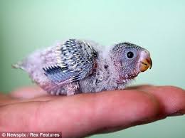 Big Birds You Can Have As Pets Baby Budgerigar Budgies Pet Birds Budgies Bird