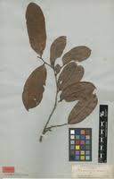 Image result for Strephonema