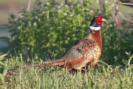There are several breeds that are referred to as modern day brown egg laying strains. Raising Ringneck Pheasants Cackle Hatchery